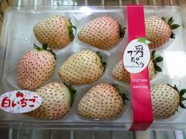 いちご-1.jpg