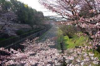 京都インクライン-桜-1.jpg