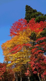 和歌山県-高野町-4.jpg
