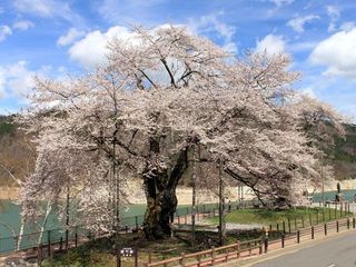 岐阜県-高山市-荘川桜-1.jpg