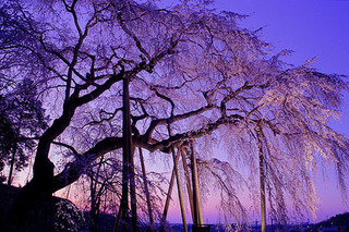愛知県-岡崎市-奥山田の枝垂桜-1.jpg