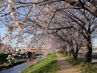 朝霞市-黒目川の桜-1.jpg
