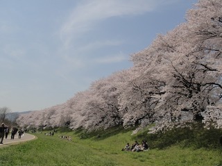 桜-8.jpg