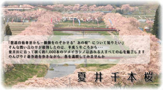 桜-9.jpg