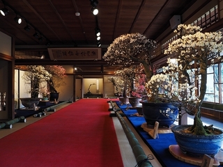 梅-1.jpg