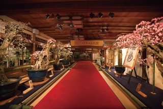 盆梅展-1.jpg