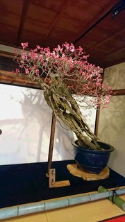 長浜盆梅展-1.jpg