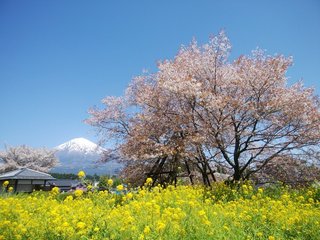 静岡県-富士宮市-狩宿の下馬桜-1.jpg